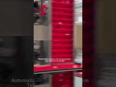 Tavuk Çiftliği Rose İçin Otomatik Katmanlı Yumurta Toplama A Tipi Tavuk Kafesi