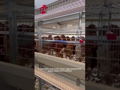En Popüler H Tipi Büyük Çiftlikler için Otomatik Tavuk yetiştirme Kafes Sistemi Adela