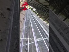 Yarım Otomatik Tavuk Katmanı Kafes 15000 Kuşlar Nigeria'da El Tavuk Kafesleri Iris