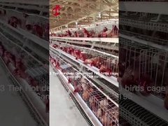 Katmanlı Tarım 2 Katmanlı Pil Kafesini Kullanın Tavuk Evi Sıcak Dip Galvanize Kumlu