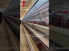 Bilgisayar Kontrollü Yetiştirme Otomatik Tavuk Kafesi Ekipmanları Star