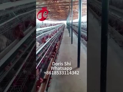 3 veya 4 Katlı Tavuk Yetiştirme Kafesleri H Kemer El Temizlik Sistemi 2x2x1.6metre Doris