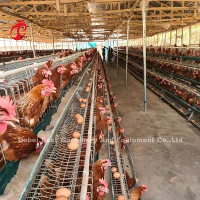 Katmanlar Iris için 3 Tier veya 4 Tier Kanatlı Pil Kafes Sistemi