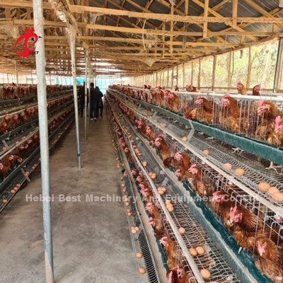 Katmanlar Iris için 3 Tier veya 4 Tier Kanatlı Pil Kafes Sistemi