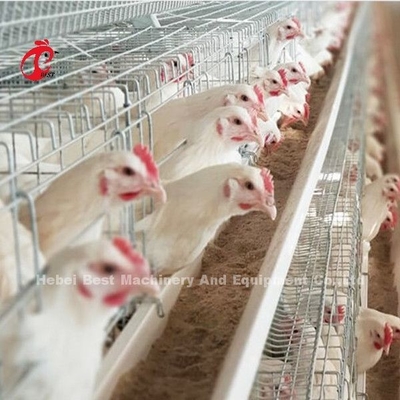 Yumurtlayan Tavuk 96 Kuşlar Broiler Pil Kafes Sistemi Dayanıklı Korozyon Direnci Emily