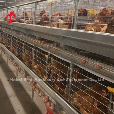 Otomatik Katman Yumurta Toplama Kümes Hayvanları Çiftliği İçin A Tipi Tavuk Kafesi Gül