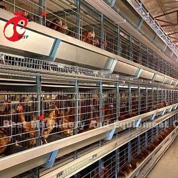 A veya H Tipi Otomatik Tavuk Kafesleri Besleme Ekipmanı 35000 Kuş için yumurtalık toplama sistemi Doris
