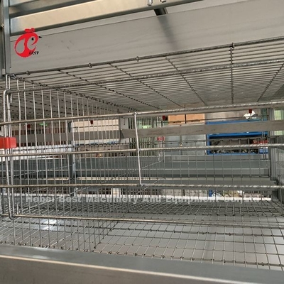 20 Yıl Ömürlü Katman Kümes Hayvancılığı Çiftçiliği 20.000 Katman İçin Otomatik Tavuk Kafesi Ekipmanları Adela