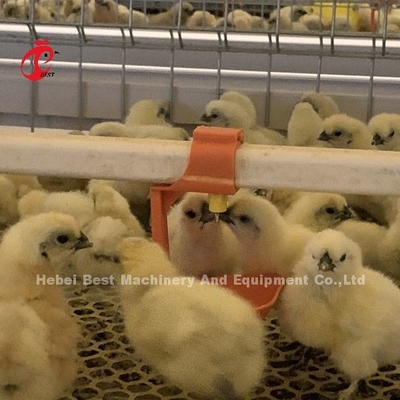 Pratik 380V Tavuk Kuşatma Kafesleri Afrika'daki Çiftlik Iris'teki Tavuklar