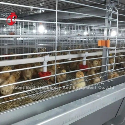 BEST Galvanize Otomatik H Tipi Tavuk Çiftliği Broiler Kafes Sistemi Adela