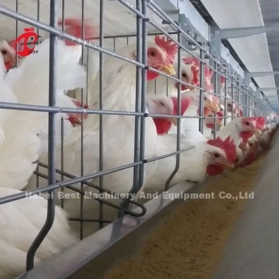 Tarım İçin Otomatik Besleme Broiler Pil Kafes Sistemi Yerden Tasarruf Edin Emily