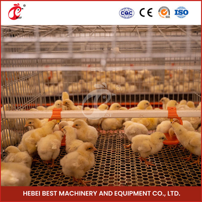 20,000 Kuş Kolay Çalışma Tam Otomatik Broiler Kafes Sistemi Tavuk Çiftliği Sandy için