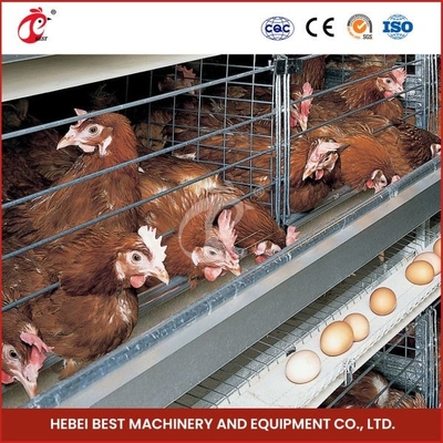 380V 5 katmanlı otomatik tavuk katmanlı kafes ekipmanları yumurtlama Ada