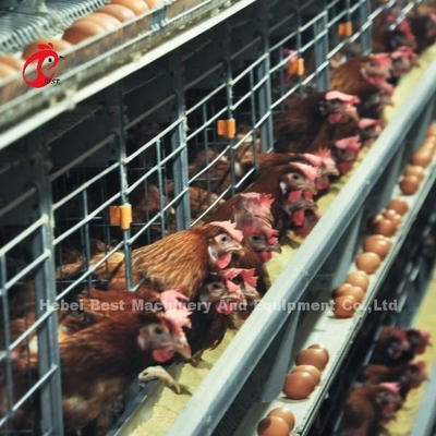 200 Kuş Otomatik Tavuk Pil Kafes Satılık Yumurta Katmanı Kafes Çiftliği Ada