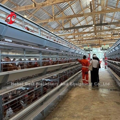 Tam Otomatik H Tipi Broiler Tavuk Kafesleri 500 ila 50000 Tavuk Çiftliği Afrika Doris