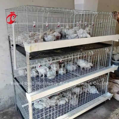 A ve H Tipi Broiler Batarya Tavuk Kafesleri 45 Güne Broiler Emily
