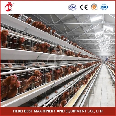 Sağlıklı Kuşlar İçin Havalandırmalı Kafes Ağı H Tipi Broiler Tavuk Kafesleri