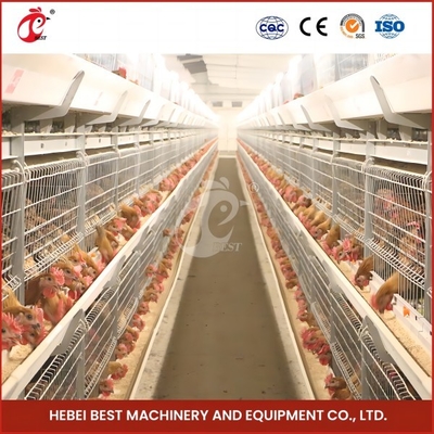 Yer tasarrufu 120-200 tavuk için otomatik broiler kafes sistemi Rose