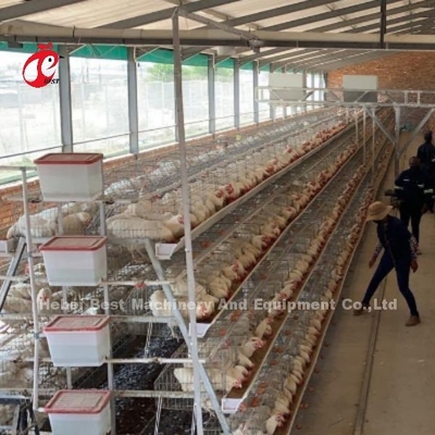Yumurta bırakmak için 8 katlı çelik tavuk kafesleri