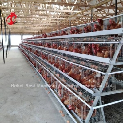 Otomatik memeli içenler ve kurulum araçları ile kapsamlı tavuk yetiştirme kafes sistemi Iris