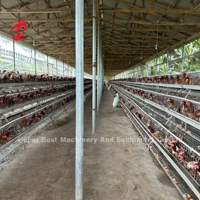 En iyi marka güvenilir tavuk yetiştirme kafes sistemi
