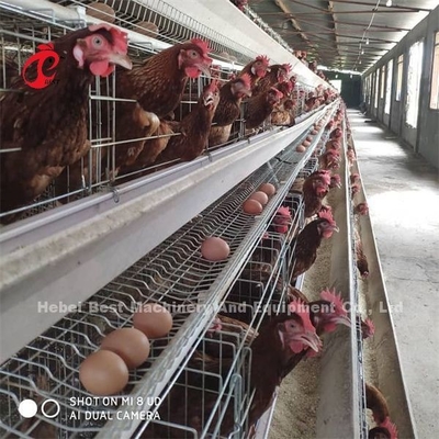 Afrika Sıcak Galvanize 4 Katman Tavuk Katmanı Pil Kafes 25 Yıl Yaşam Süresi Satılık Katmanlar Çiftliği Emily