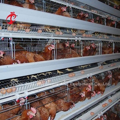 Köşebent Çerçeve Kanatlı Pil Kafes Sistemi H Tipi Katmanlı Tavuk Kafesi Africa Doris