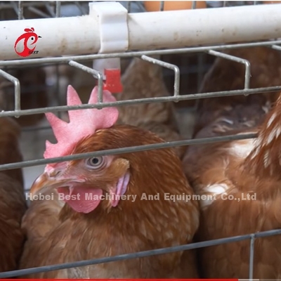 Çin İthal Kaplamalı Tavuk Pil Kafesi ISO9001, Katmanlı Tavuk Kafesi Sistemi 4 Kapılı Sandy