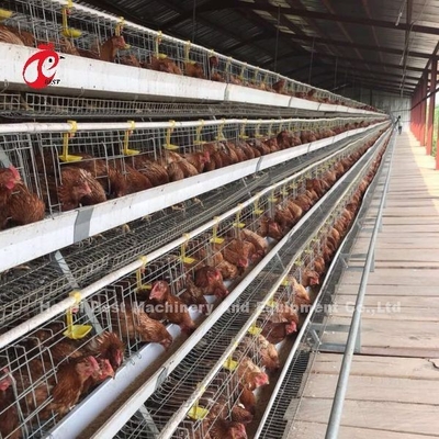 Tam Otomatik Katmanlı Tavuk Kafesi Ticari Tavuk Pil Kafesi Sistemi CE Adela