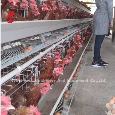 Batarya Otomatik H Tipi Tavuk Kafes Sistemi Sıcak Satış 240Birds Rose