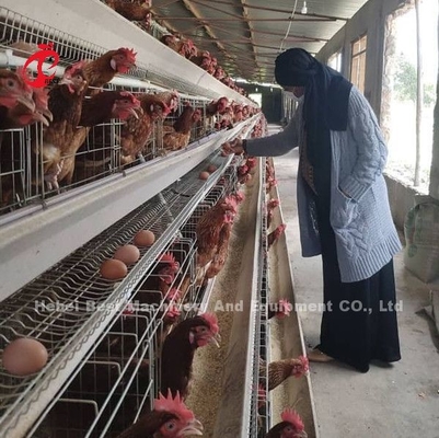 Nijerya'da Katmanlar Pil Kafesi Fiyatı 12 Hafta Tavuk 128 Kuş Yıldızı