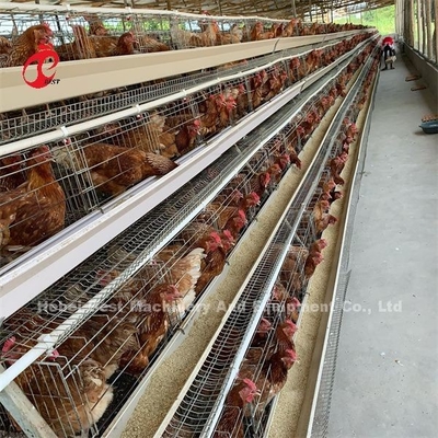 Ucuz Otomatik Pil Kafes Sistemi Sıcak Galvanize 25 Hayat Süresi 450cm2 Nijerya'da Emily
