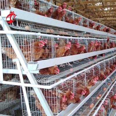 Otomatik Katman Pil Kafes Sistemi Ticari Katman Tavuk Kafesi 3 Katlı Sıcak Satış Gül