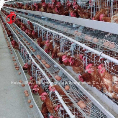 4 Katlı Yüksek Sertlik Katmanlı Tavuk Pil Kafesleri Su Deposu Güllü Metal Tel