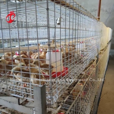Q235 Kümes Hayvanları Yetiştiriciliği Kafes Sistemi Yavru Civcivler Brooder Çelik Tel Emily