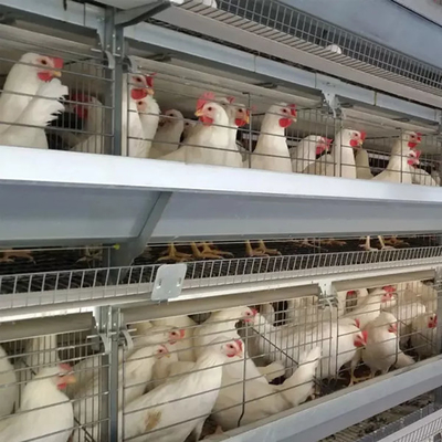 Tavuk Çiftliği Ekipmanı H Tipi Pil Tavuk Kafes Sistemi Broiler Mia için