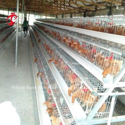 Otomatik Tavuk Çiftliği Kafes Sistemi Elektro / Sıcak Dip Galvanize Yüzey Rose ile