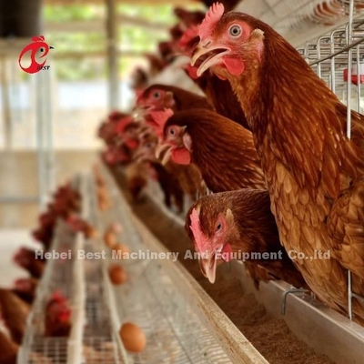 10000 Katmanlı Tavuk Katmanı Pil Kafesi Yarı Otomatik Yerden Tasarruf Adela