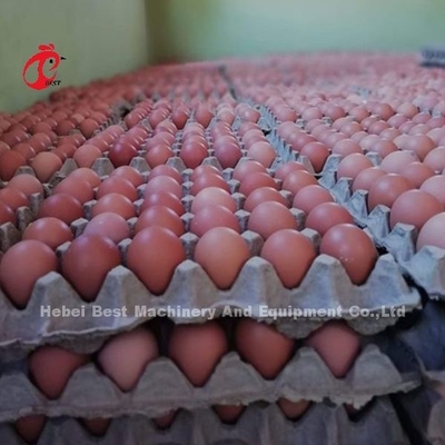 432cm2 Kümes Hayvanları Yetiştiriciliği Kafes Sistemi, Çelik otomatik katman kafes sistemi Rose