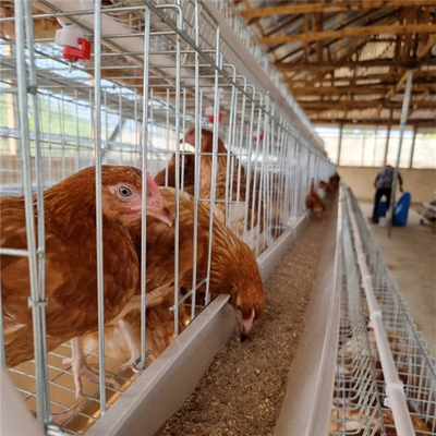 Yarı Otomatik Tavukçuluk Kafes Sistemi, 380V 1.5KW Yumurta Katman Kafesleri Ada