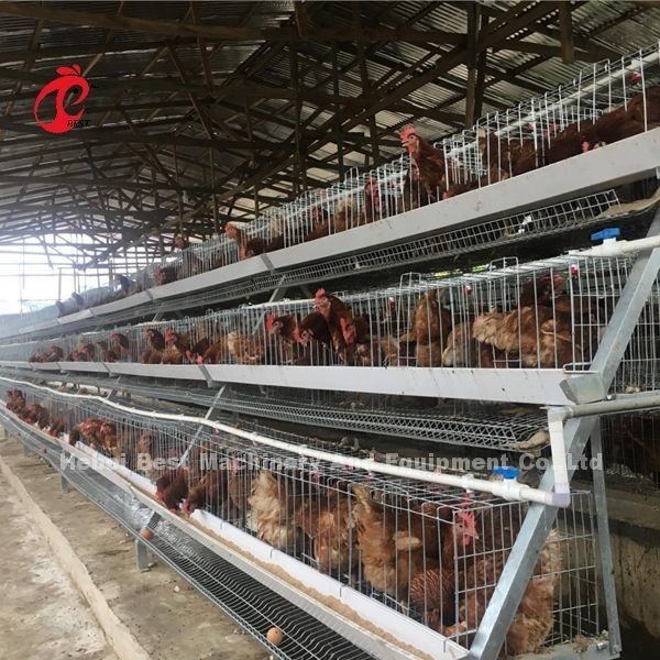 1000 ila 20000 Kuş Kümes Hayvanları Çiftliği İris için A Veya H Tipi Katmanlı Pil Kafes Sistemi