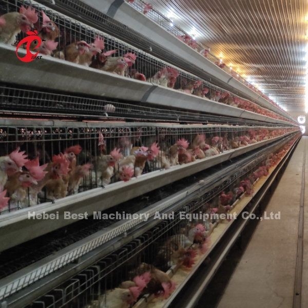 96 Kuş Kanatlı Pil Kafes Sistemi Broiler Otomatik Yumurta Tavukları A Tipi Gül