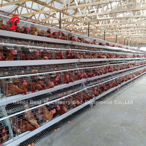 Galvanizli A Tipi 120 Tavuk Katmanlı Pil Kafes Sistemi Çok Katmanlı Doris