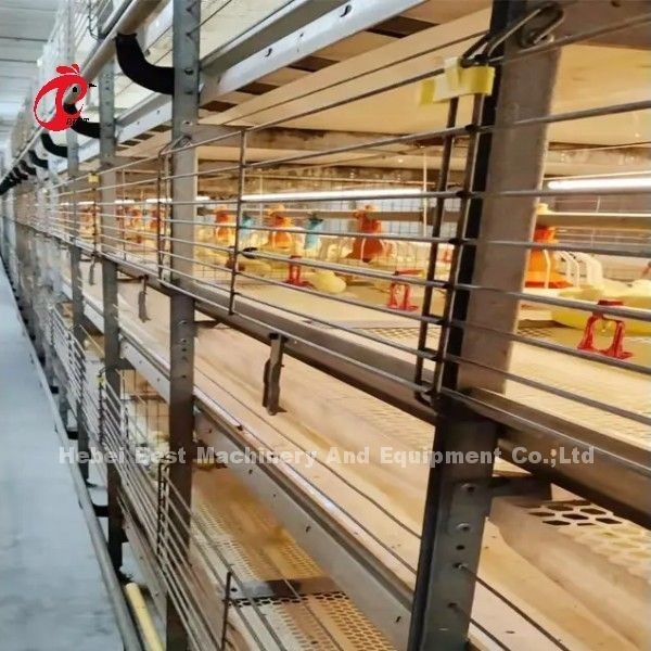 BEST Galvanize Otomatik H Tipi Tavuk Çiftliği Broiler Kafes Sistemi Adela
