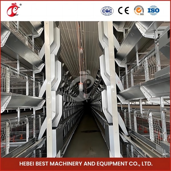 Yüksek Hassasiyetli Otomatik Broiler Tavuk Kafesi H Tipi Kanatlı Broiler Kafesi Gül