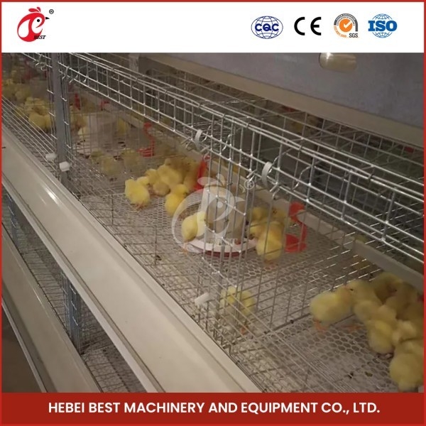 Galvanizli Tavuk Bebekleri Tavuklar İçin Kuşatma Kafesleri 120 Tavuk Kapasitesine Kadar
