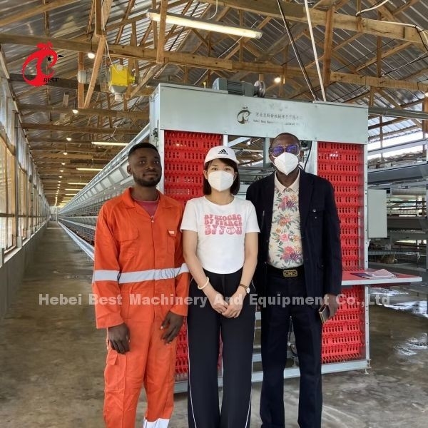 200 Kuş Otomatik Tavuk Pil Kafes Satılık Yumurta Katmanı Kafes Çiftliği Ada