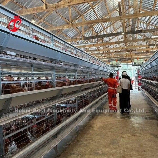 Tam Otomatik H Tipi Broiler Tavuk Kafesleri 500 ila 50000 Tavuk Çiftliği Afrika Doris