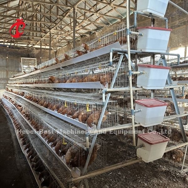 Elektrikli galvanizli katmanlı çiftçilik kafes sistemi Avtomatik memelerle tavuk yetiştirme kafes sistemi Emily Wang