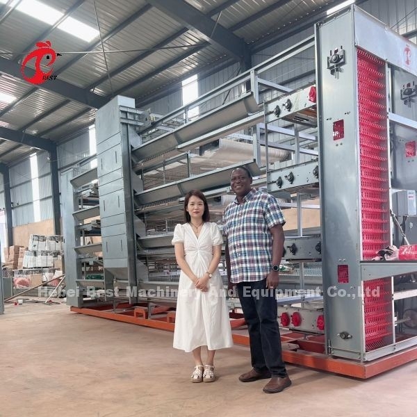 Sıcak Derin Galvanizli Broiler Kafes Sistemi Tavuk yetiştirme için 25 Yıllık Yaşam Süresi Emily Wang